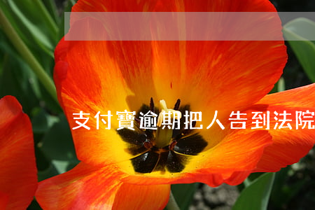 支付寶逾期把人告到法院去