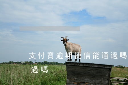 支付寶逾期捷信能通過嗎(支付寶捷信容易通過嗎)