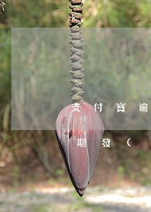 支付寶逾期掛號(hào)信資料(支付寶逾期發(fā)掛號(hào)信)