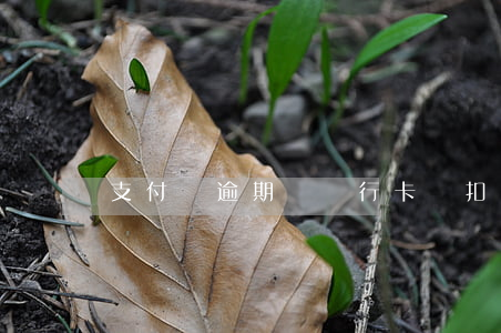 支付寶逾期換銀行卡會扣嗎