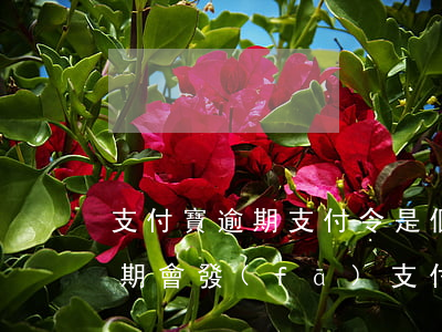 支付寶逾期支付令是個什么鏈接-支付寶逾期會發(fā)支付令嗎