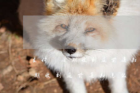 支付寶逾期收到庭前通知怎么辦-支付寶逾期收到庭前通知怎么辦呢