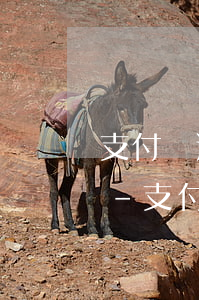 支付寶逾期收到律師函會(huì)上門嗎-支付寶逾期收到律師函會(huì)上門嗎是真的嗎