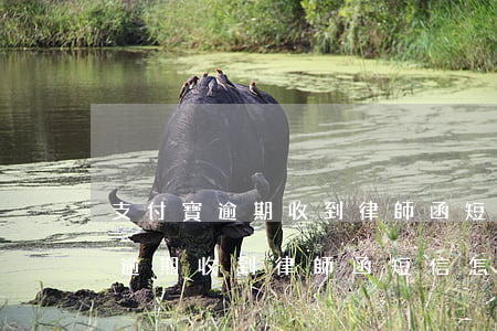 支付寶逾期收到律師函短信怎么辦-支付寶逾期收到律師函短信怎么辦呢