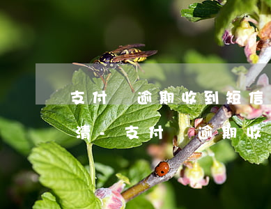 支付寶逾期收到短信全部提前結(jié)清-支付寶逾期收到短信全部提前結(jié)清怎么辦