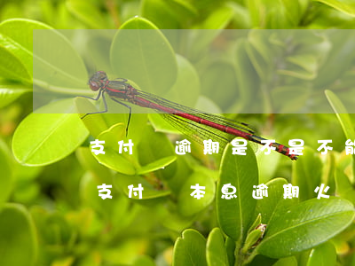 支付寶逾期是不是不能坐火車(chē)了（支付寶本息逾期火車(chē)）