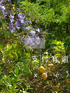 支付寶逾期是協(xié)商好還是不協(xié)商好-支付寶逾期是協(xié)商好還是不協(xié)商好呢