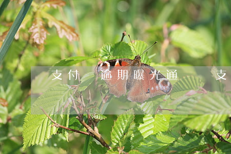 支付寶逾期曝光通訊錄 支付寶曝光我的通訊錄
