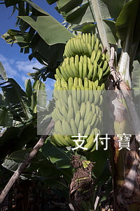 支付寶逾期最怕什么(什么是支付寶逾期)