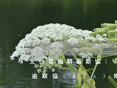 支付寶逾期最新協(xié)商政策（支付寶逾期協(xié)商還款政策取消）