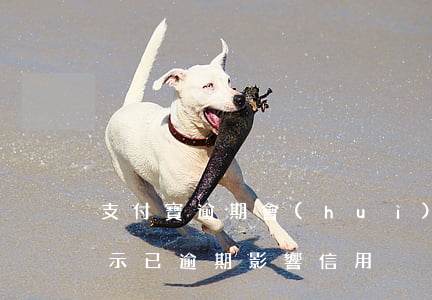 支付寶逾期會(huì)上證信-支付寶顯示已逾期影響信用