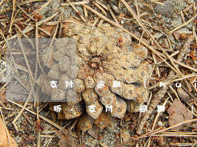支付寶逾期會(huì)不會(huì)被抓-支付寶逾期會(huì)被打官司嗎