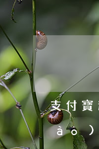 支付寶逾期會(huì)封支付寶賬號(hào)嗎(支付寶逾期了會(huì)凍結(jié)支付寶賬戶嘛)