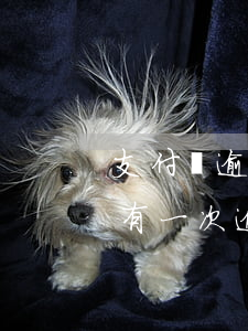 支付寶逾期會(huì)影響車貸么(支付寶有一次逾期會(huì)影響車貸嗎)