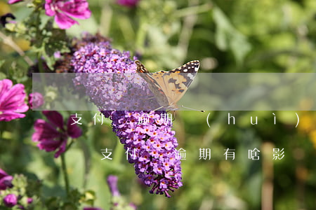 支付寶逾期會(huì)影響醫(yī)保嗎 支付寶逾期有啥影響