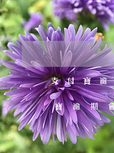 支付寶逾期會(huì)扣微信錢嗎-支付寶逾期會(huì)從微信扣錢嗎?