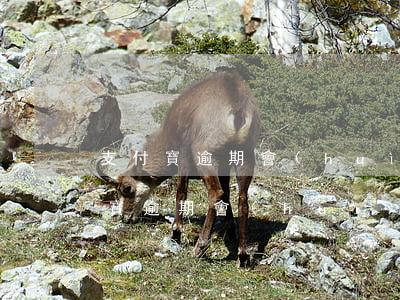 支付寶逾期會(huì)查封房子嗎-支付寶逾期會(huì)立案嗎