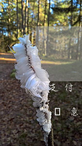 支付寶逾期會(huì)聯(lián)系緊急聯(lián)系人嗎(支付寶逾期打聯(lián)系人嗎)