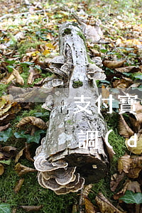 支付寶逾期會(huì)被上門(mén)調(diào)查嗎(支付寶逾期一個(gè)多月說(shuō)要上門(mén)調(diào)查情況)