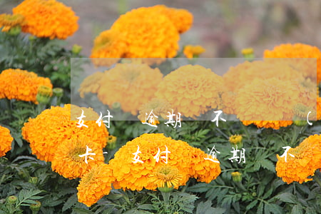 支付寶逾期會不會凍結(jié)所有銀行卡-支付寶逾期會不會凍結(jié)所有銀行卡賬戶