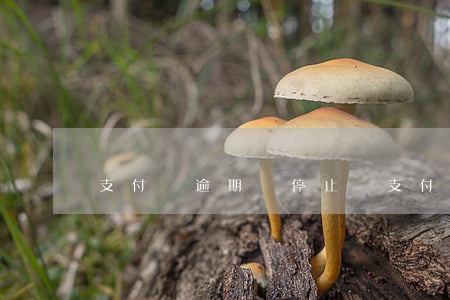 支付寶逾期會停止嗎(支付寶逾期怎么停息)