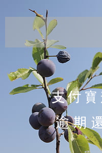 支付寶逾期會凍結(jié)信用卡（支付寶逾期還是信用卡）