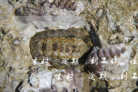 支付寶逾期會到工作單位調(diào)查嗎-支付寶逾期會到工作單位調(diào)查嗎?