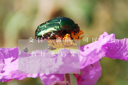 支付寶逾期會可以慢慢還么 支付寶逾期不還有什么后果嗎