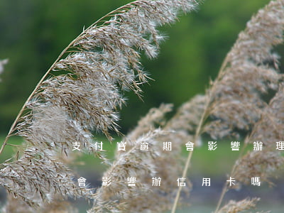 支付寶逾期會影響辦理信用卡么 支付寶逾期會影響辦信用卡嗎?