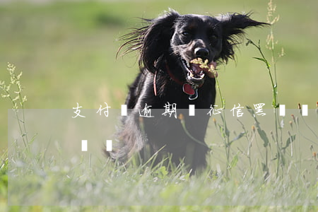 支付寶逾期會征信黑戶嗎(支付寶會上征信黑戶嗎)