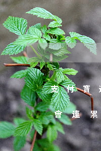 支付寶逾期會從親友(支付寶逾期不還為什么會連累親朋好友)