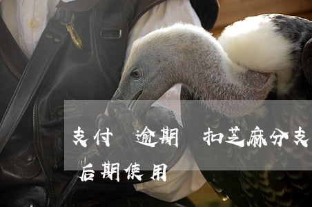 支付寶逾期會扣芝麻分(支付寶逾期過芝麻分后期使用還會漲嗎)