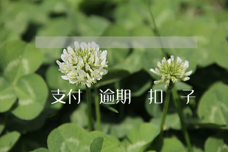 支付寶逾期會扣車子嗎