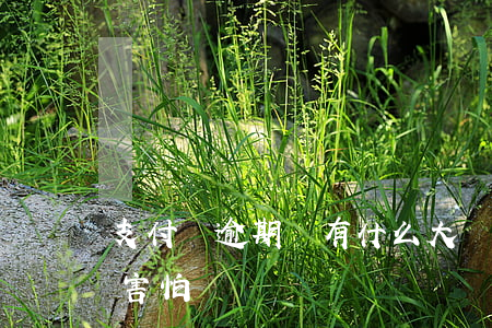 支付寶逾期會有什么大問題嘛?（支付寶逾期很害怕）