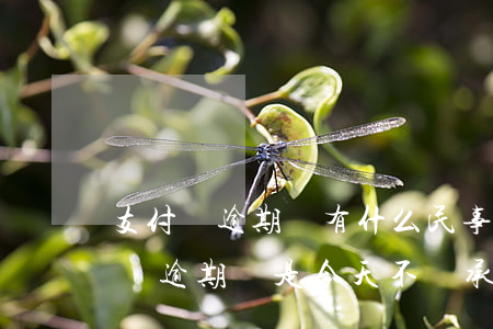 支付寶逾期會有什么民事責(zé)任(支付寶逾期說是今天不還承擔(dān)法律責(zé)任)