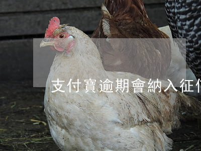 支付寶逾期會納入征信(支付寶逾期上征信)
