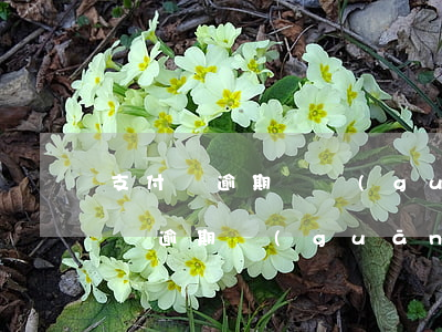 支付寶逾期會關(guān)閉還款嗎(支付寶逾期關(guān)閉還款入口)