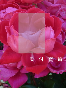 支付寶逾期會限行嗎 支付寶逾期會限行嗎?