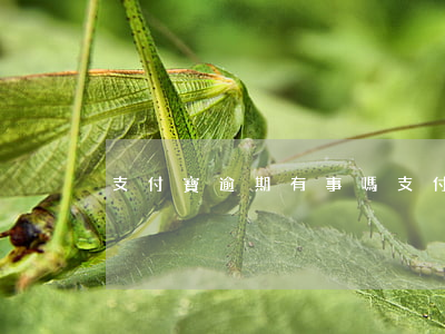 支付寶逾期有事嗎（支付寶徹底逾期）