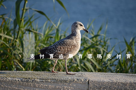 支付寶逾期有事嗎（支付寶有逾期代表什么）