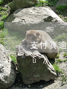 支付寶逾期有事嗎（支付寶逾期但是陸續(xù)）