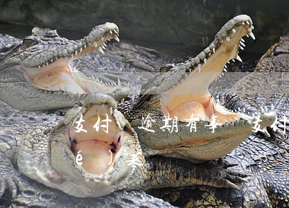 支付寶逾期有事嗎（支付寶逾期說要結(jié)案）
