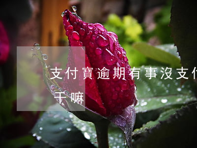 支付寶逾期有事沒(支付寶逾期會(huì)干嘛)