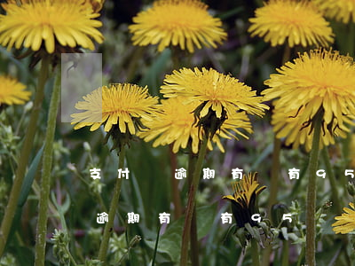 支付寶逾期有沒有95開頭的電話-支付寶逾期有沒有95開頭的電話號碼