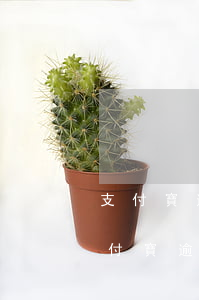 支付寶逾期有沒有人成功申請停息掛賬-支付寶逾期有沒有人成功申請停息掛賬的