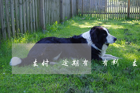 支付寶逾期有沒有影響（支付寶逾期可以做推廣嗎）