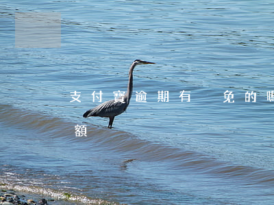 支付寶逾期有減免的嗎(支付寶逾期會不會降額)