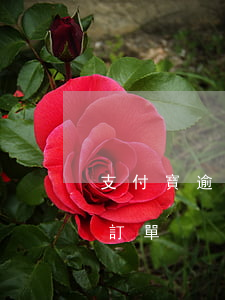 支付寶逾期有賬單嘛(支付寶怎么付款逾期的訂單)