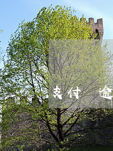 支付寶逾期有那些罰款 支付寶有逾期行為