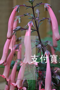 支付寶逾期未還款怎么還（支付寶逾期未還）